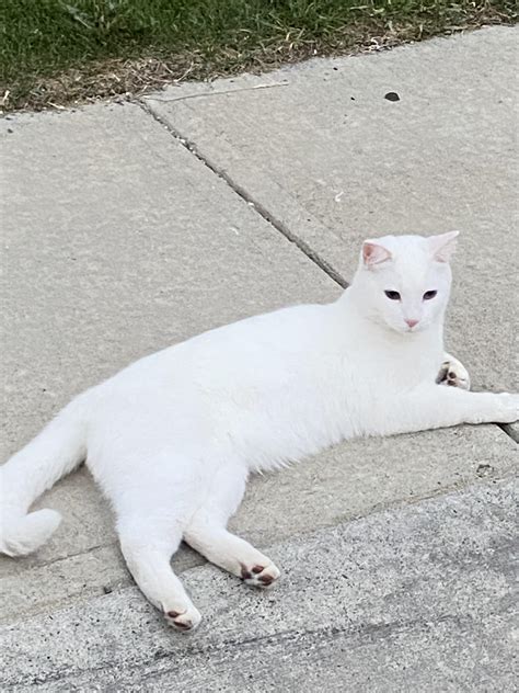 Found White Cat Blue Eyes With No Collar Near Panamount Road Nw Rcalgary