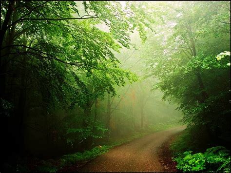 1920x1080px 1080p Free Download Emerald Mist Mist Path Green
