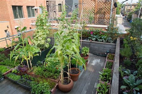 Simple Rooftop Vegetable Garden Ideas