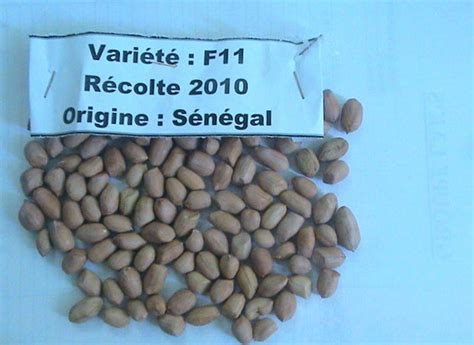 Peanutsenegal Perle Du Saloum Price Supplier 21food