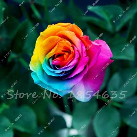 Buy 100 Pcs Rainbow Rose Seeds Free Shipping
