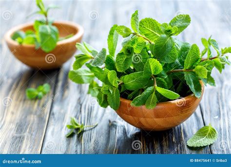 Bowls With Fresh Green Mint Stock Image Image Of Fresh Healthy