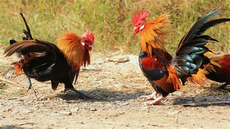 From Pecking Orders To Making Friends How Animals Elect Their Leaders