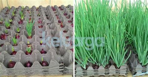 Jika cuaca panas pada musim kemarau maka sebaiknya anda. Tanam Sendiri Bawang Di Rumah, Guna 2 Bahan Sahaja. Cukup ...