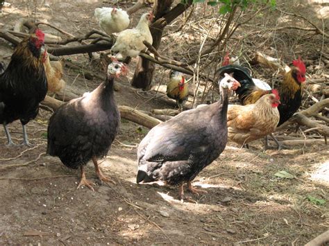 Introduced from england in the late 1800's, they became one of the most popular farm fowls in this country. Razzberry Corner: Guinea Mysteries