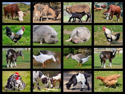 Farm Animals And Birds Collage Stock Photo By ©olenka 2008 4725460