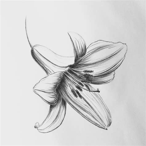 Lily Flower Pencil Drawing Behance Behance
