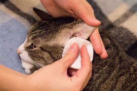 Ear Polyps In Cats Causes Signs And Care Vet Answer Catster