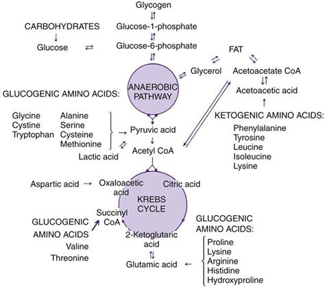 Proteins provide 4 calories per gram, and fats provide 9 calories per gram. Alterations in Metabolism and Nutrition | Basicmedical Key