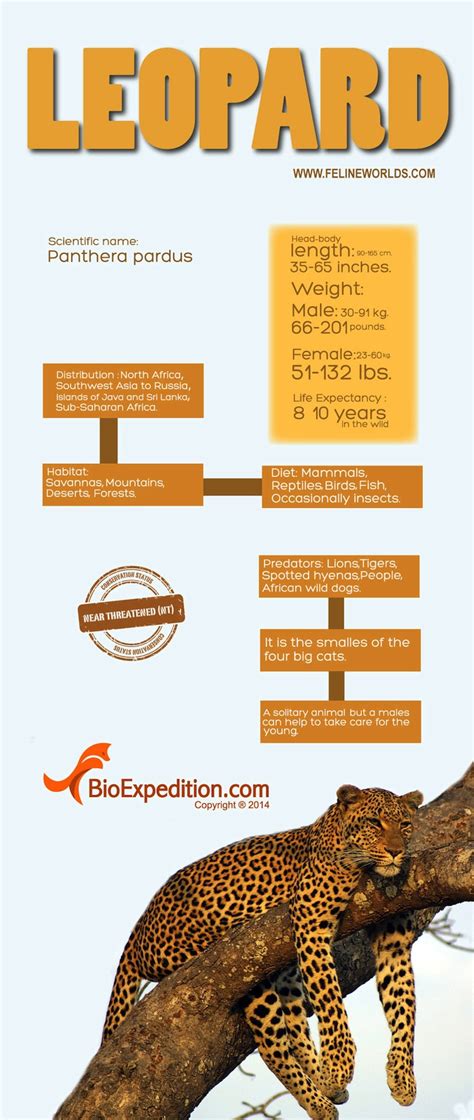 Leopard Infographic Feline Facts And Information