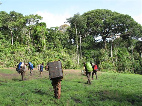 Relief As Cameroon Cancels Logging Plans Of Ebo Forest