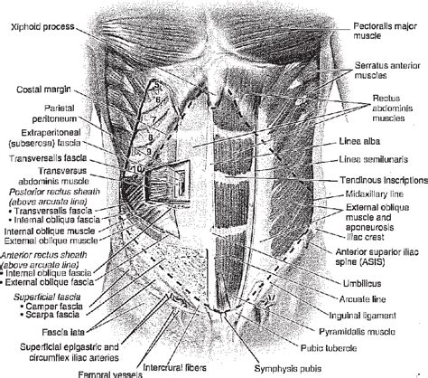 Figure 1 From Clinical Anatomy Of The Abdominal Wall Hernia Surgery