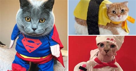 15 Cat Halloween Costumes That Your Cat Might Tolerate Metro News