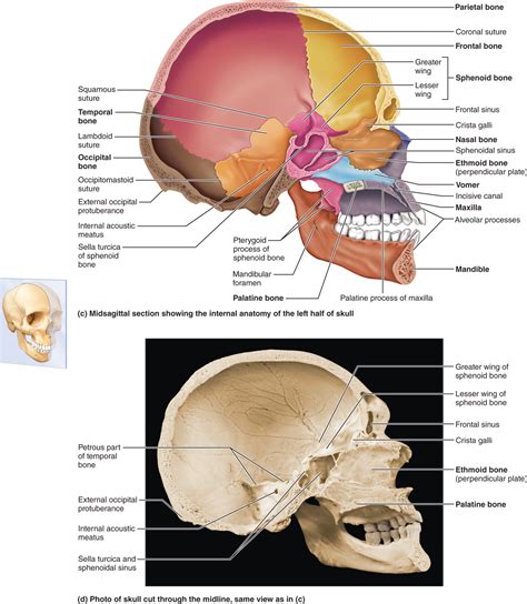 The human skeleton is the internal framework of the human body. PART 1 THE AXIAL SKELETON - 7.1 The skull consists of 8 ...