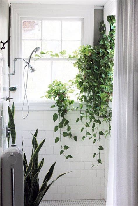The 13 Best Houseplants For Your Bathroom According To Plant Experts