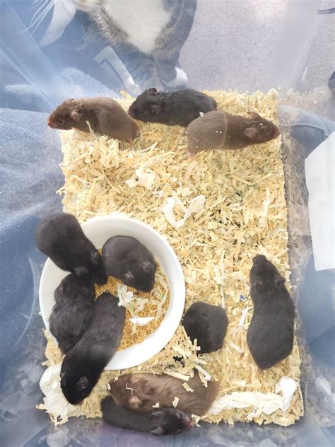 Baby Syrian Hamsters For Sale In Newport Gumtree