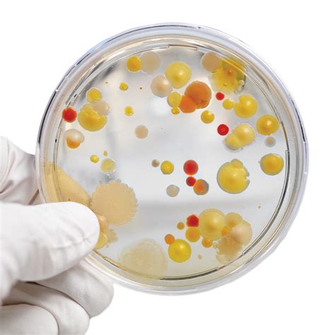 Growing Bacteria Kit Steve Spangler Science