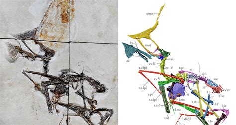 Scientists Reveal Most Complete Pterosaur Fossil Ever Discovered