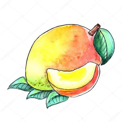 Explora 5.526 ilustraciones y gráficos vectoriales de stock sobre mango libres de derechos o realiza una búsqueda sobre piña o naranja para encontrar más imágenes y gráficos vectoriales de stock increíbles. Dibujo de mango de fruta acuarela con hojas sobre un fondo ...