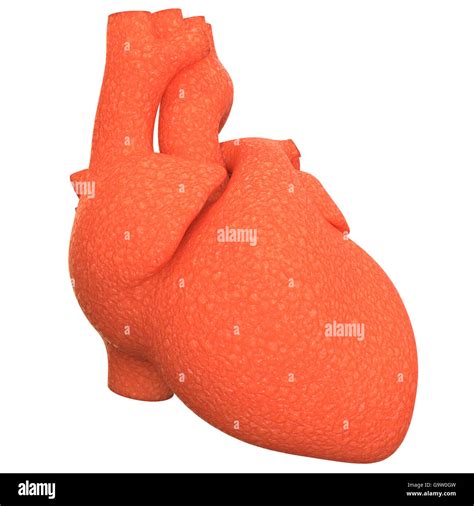 Human Cardiovascular System Heart Anatomy Stock Photo Alamy