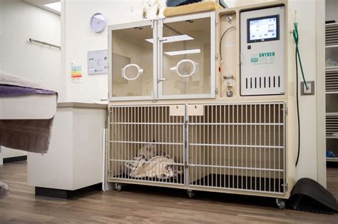 Veterinary ICU - An Intensive Care Unit For Your Pet