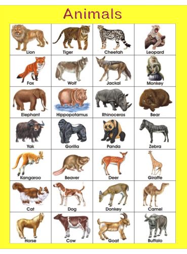Animals Names Chart Toppers Bulletin