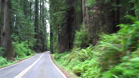 Driving Through The Avenue Of The Giants On The Old Highway 101 In