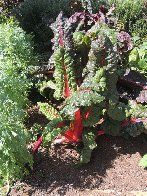 Edible Garden Silverbeet Auckland Botanic Gardens Manurewa