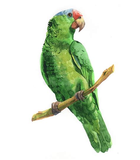 El Animal Tropical Del Pájaro Del Loro Verde Realista De La Acuarela