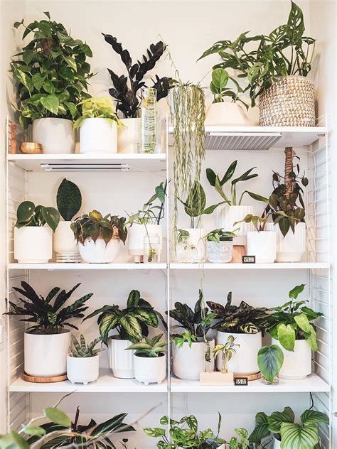 12 Ways To Arrange Your Perfect Indoor Plant Shelf Domino