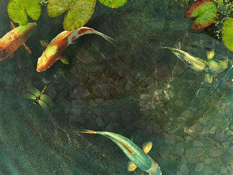 Koi Fish 3d Screensaver Become Acquainted With The Japanese Koi Fish
