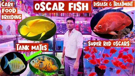 Oscar Fish Oscar Fish Care Oscar Fish Disease And Treatment Oscar