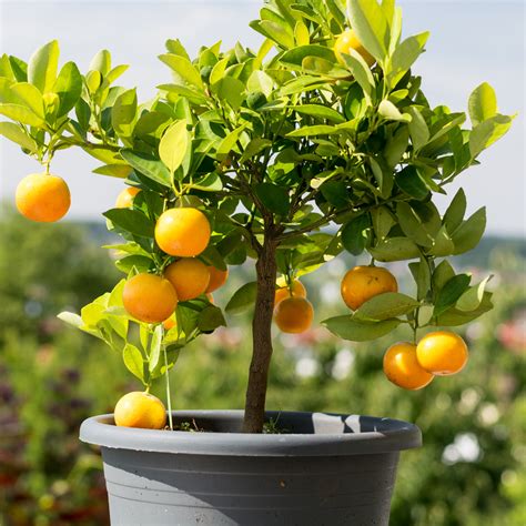 Dwarf Cara Cara Orange Tree Orange Tree Container Gardening Best