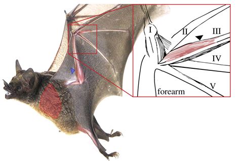 A Proximaldistal Difference In Bat Wing Muscle Thermal Sensitivity