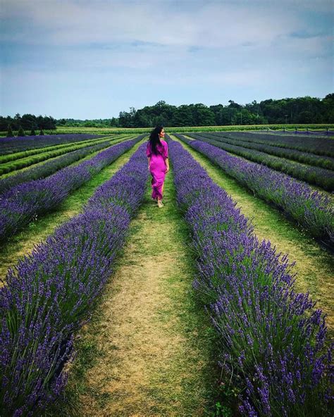 Fragrant aisle lavender farm, lavender farm, lavender fields, lavender, dottie couture boutique ...