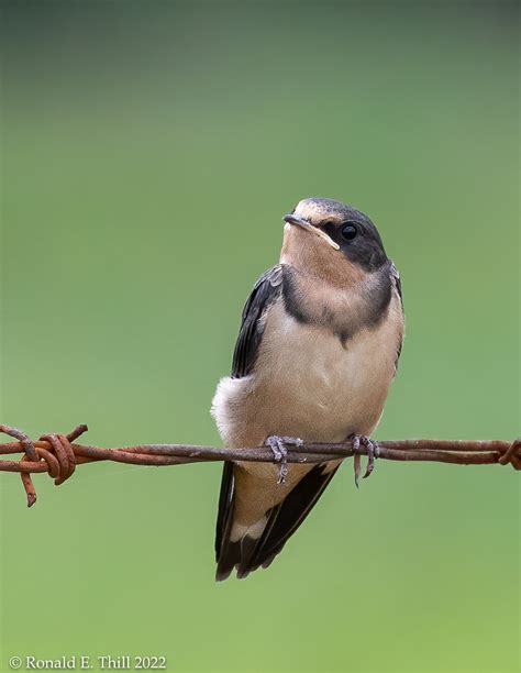 Barn Swallow Hirundo Rustica Juvenile Nacogdoches Co Flickr