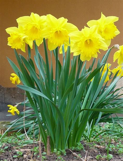 Plant Fall Bulbs Now For Spring Color North Carolina