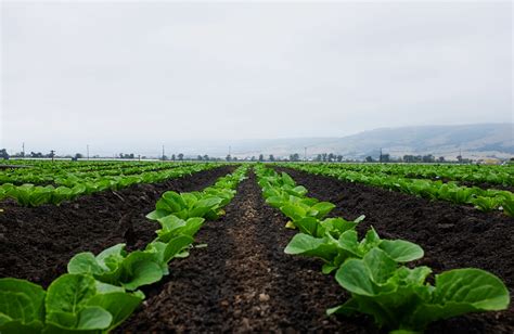 Lettuce Field Ecolincnz