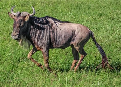 Cannundrums Western White Bearded Wildebeest