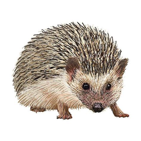 West Hedgehog Clipart 20 Free Cliparts Download Images On Clipground 2024