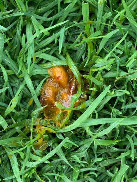 What Does Mucus In Dog Poop Look Like