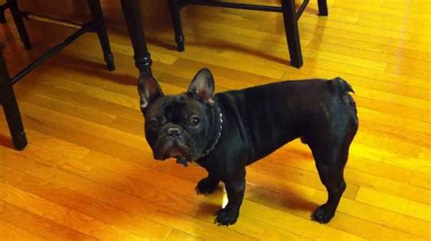 Frenchie puppies can become unpleasant. French Bulldog barking at table - YouTube