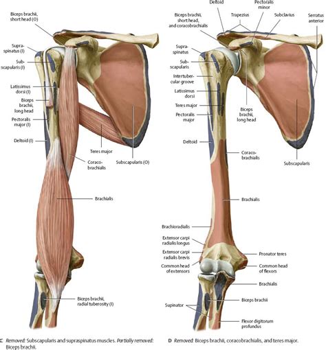 The shoulder joint is highly mobile and relies on coordination between various muscles, tendons due to its complex anatomy the shoulder is prone to injuries and to degenerative wear and tear such. Shoulder Tendon Anatomy Posterior - Rotator Cuff Injury ...