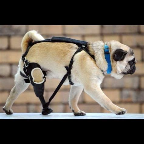 Watch how happy derby is with his new prosthetic paws in this video Pug prosthetics www.SELLaBIZ.gr ΠΩΛΗΣΕΙΣ ΕΠΙΧΕΙΡΗΣΕΩΝ ...