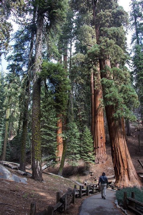 General Sherman Tree Outdoor Project