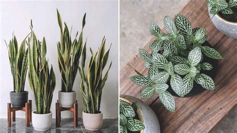 Maybe you would like to learn more about one of these? Low-light Indoor Plants
