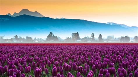 Skagit Valley Tulip Fields And Mount Baker Backiee