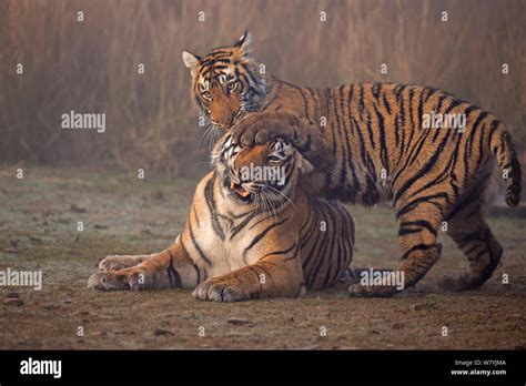 Bengal Tiger Panthera Tigris Tigris Female T19 Krishna With 11