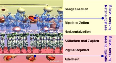 Meist betrifft es menschen älteren jahrgangs. Fragen und Fakten | glaukom.de