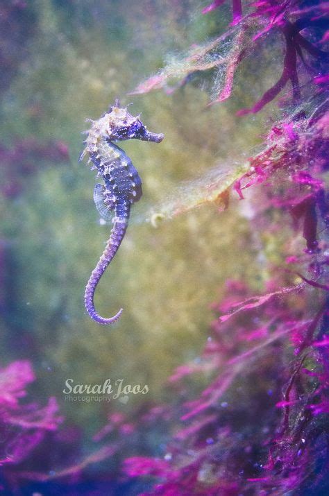 A Pretty Purple Seahorse Passionate About Purple Pinterest